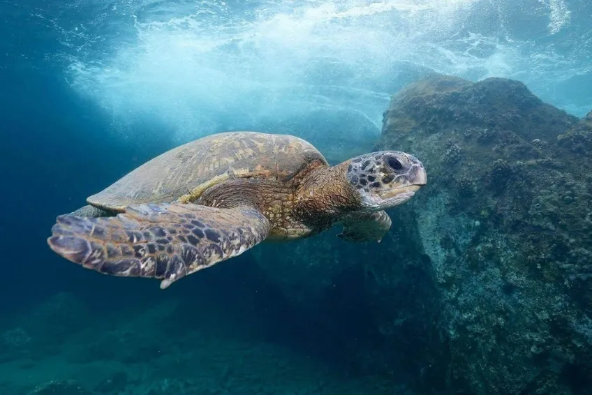 Maui Snorkeling: Olowalu Beach