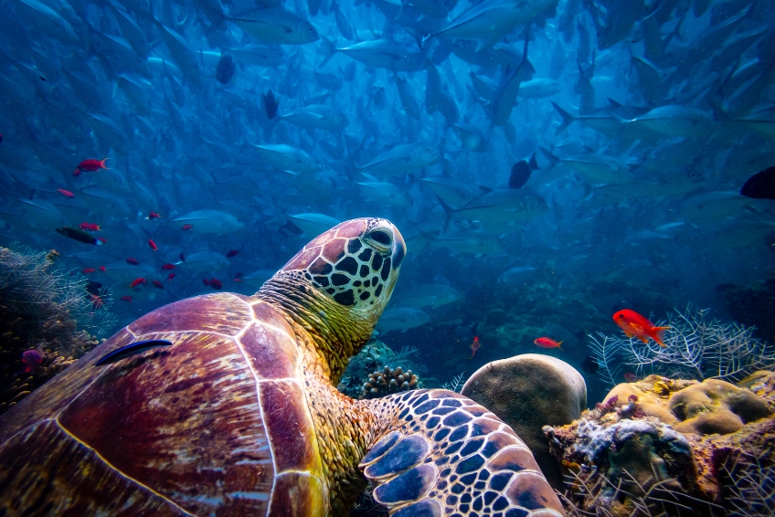 Kauai Visitors Guide