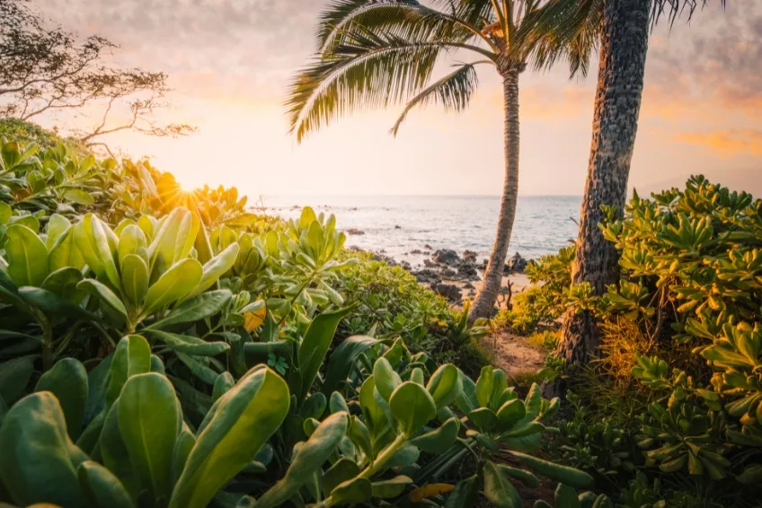 Golden sunset in Kauai, Hawaii with palm trees silhouetted against orange and pink sky, lush tropical plants, and rocky coastline along the Pacific Ocean