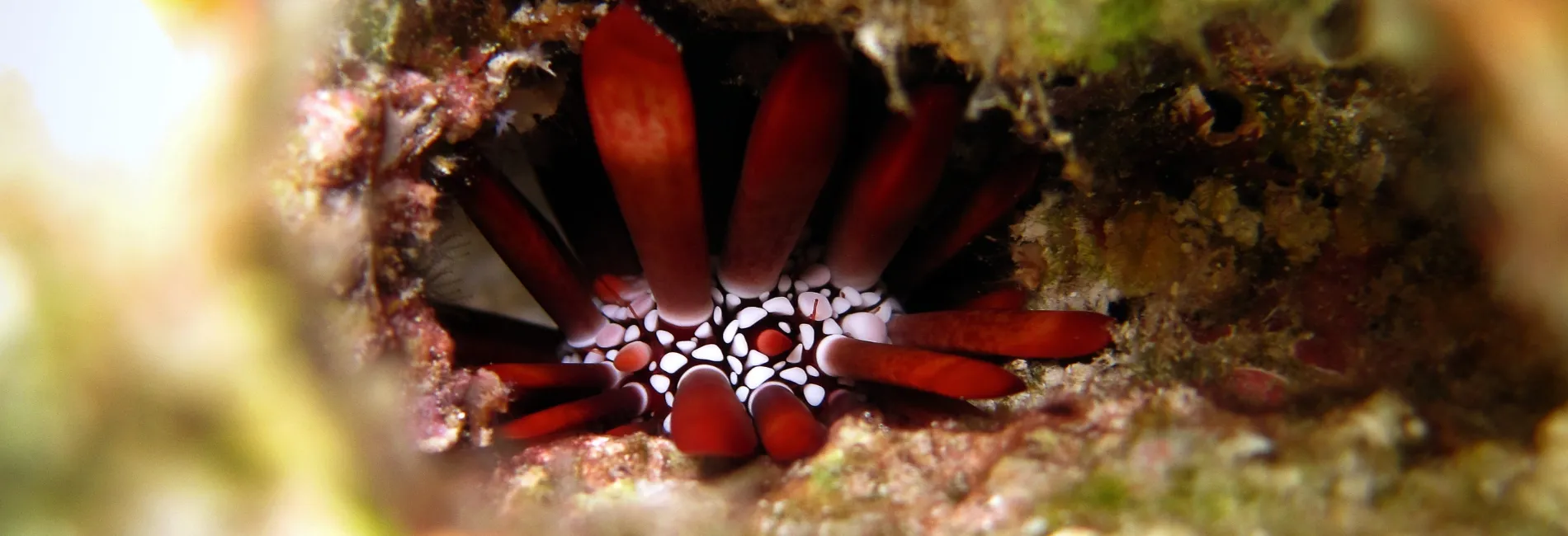 Maui Snorkeling: Po'olenalena Beach