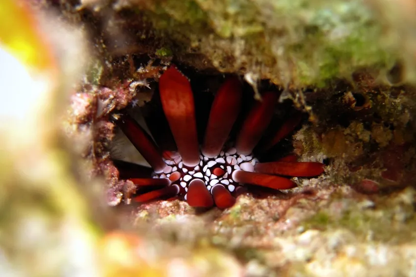 Maui Snorkeling: Po'olenalena Beach