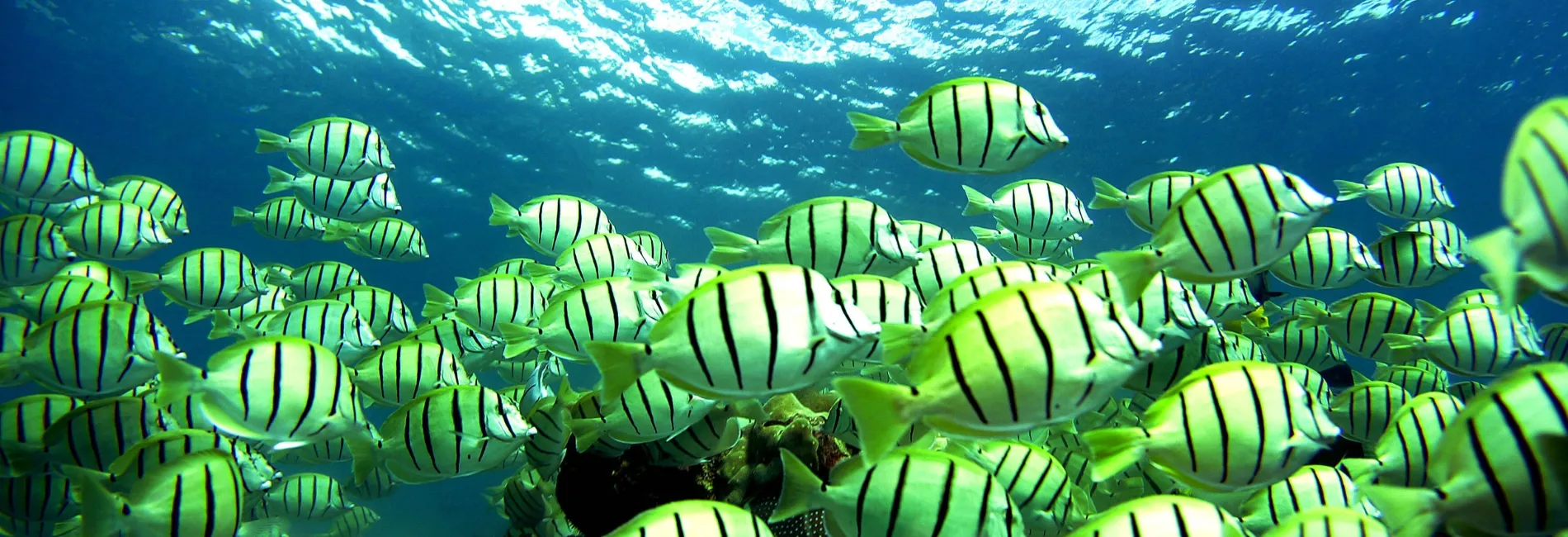 Maui Snorkeling: Charley Young Beach