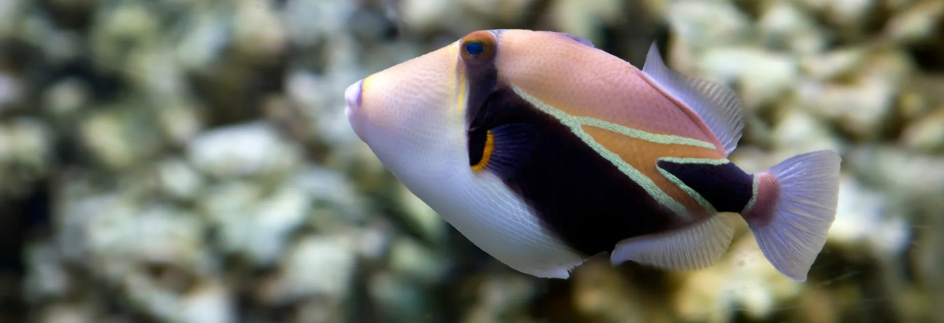 Maui Snorkeling: Kahekili Airport Beach