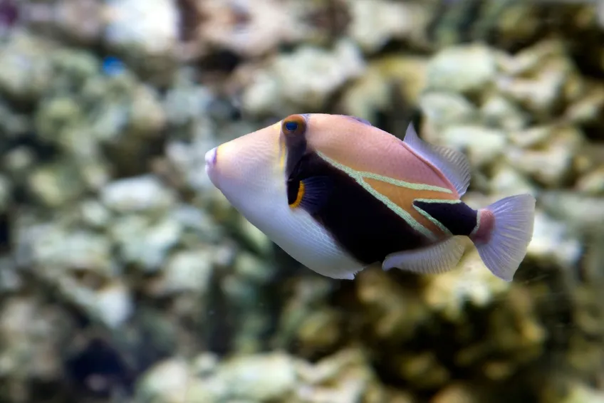 Maui Snorkeling: Kahekili Airport Beach
