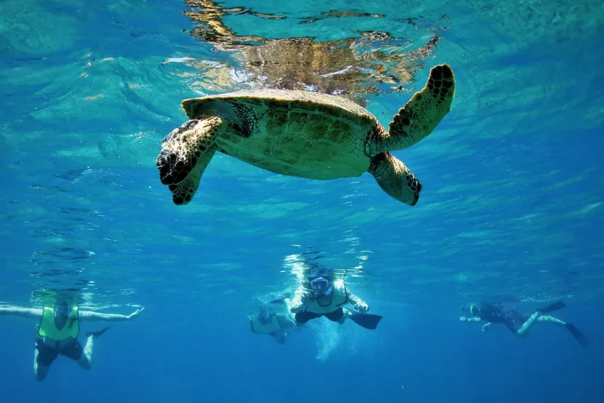 Maui Snorkeling Guide for August 2024 Island Life Hawaii