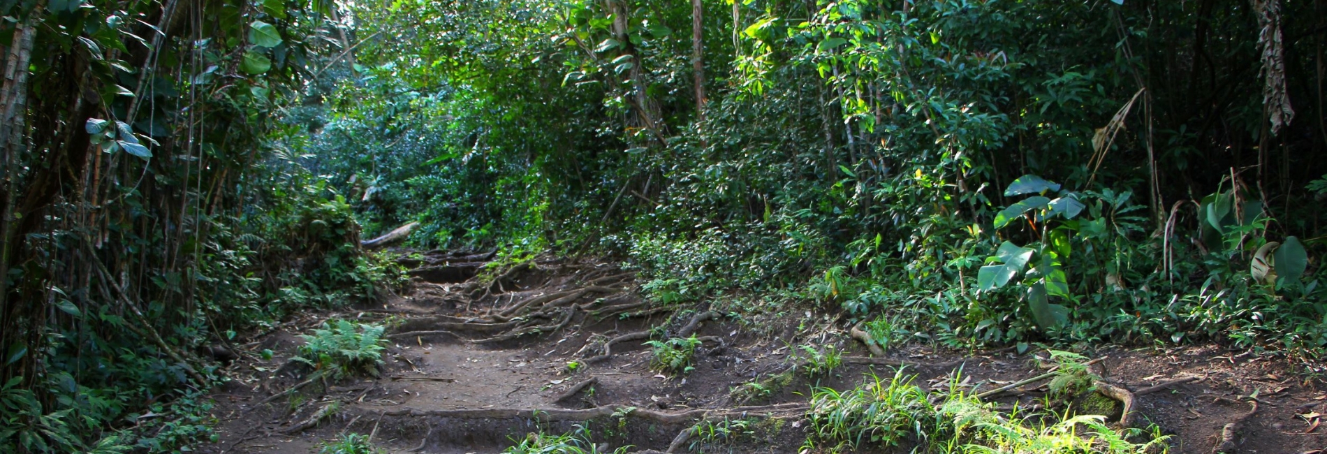 Road To Hana Guide - Waikamoi Ridge Trail