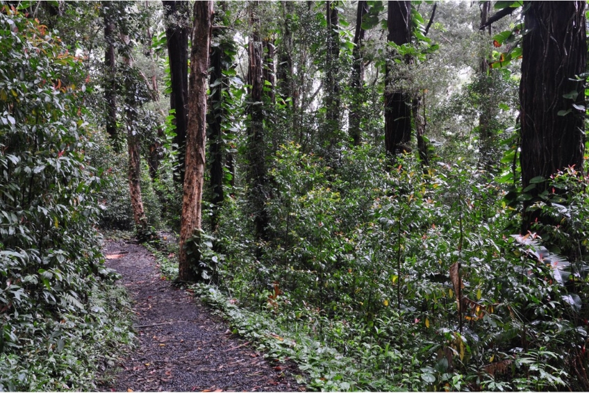 Waikamoi Ridge Trail
