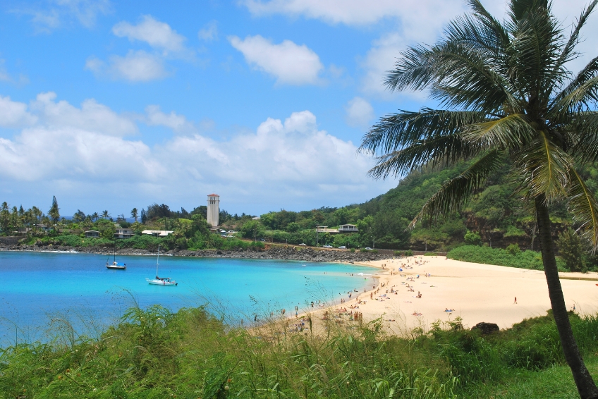 Palm tree on Waimea Bay Beach Park in Oahu