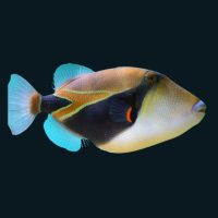 Humuhumunukunukuapua’a